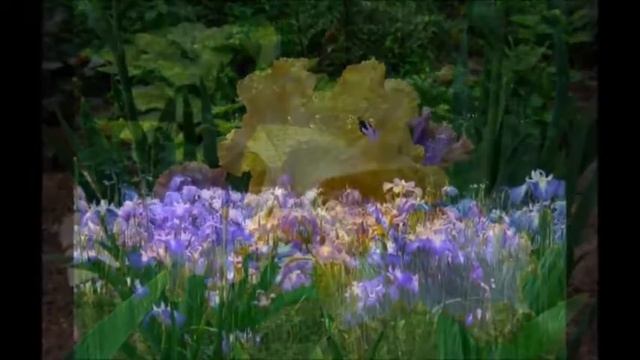 ЛЕГЕНДА ОБ ИРИСАХ ( ФИАЛКОВЫЙ КОРЕНЬ). смотреть онлайн