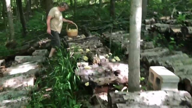 Golden Oyster Mushroom Harvest In Our Forest// Inoculated Logs// The Bounty of our Forest смотреть онлайн