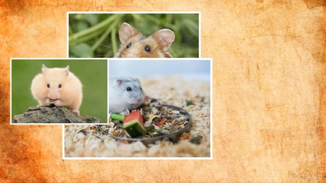 Хомяк — домашний питомец, любимец детей плюсы и минусы животного смотреть онлайн