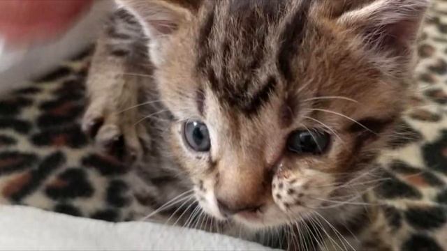 Котёнка с тремя щёчками оставили возле ветклиники и уехали… Но бедняга так хочет быть кому то нужны