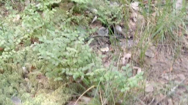 шипение змеи смотреть онлайн