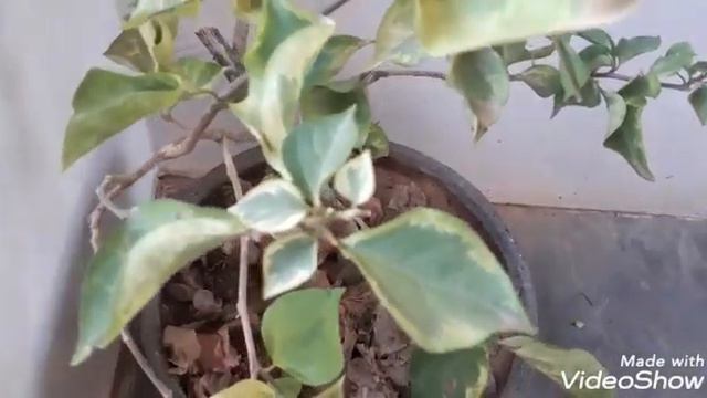 Minhas bouganvilles variegatas смотреть онлайн