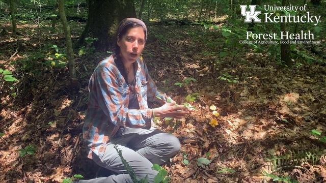 What's That Fungus? - Cantharellus lateritius смотреть онлайн