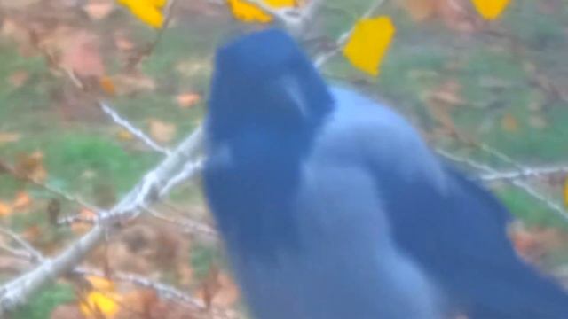 Серая ворона уселась на фонарном столбе смотреть онлайн