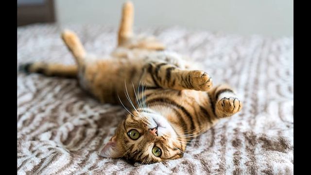 сказка Бабушкины руки смотреть онлайн