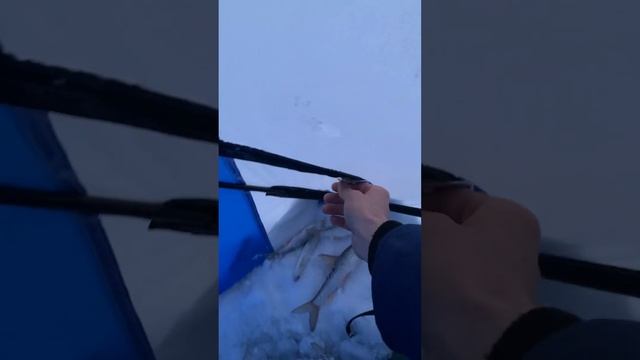 Палатка для рыбалки TravelTop 200x200x215 смотреть онлайн