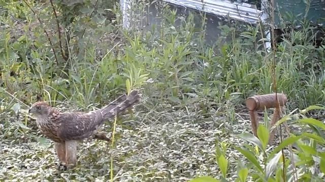 Ястреб-тетеревятник! самец.. смотреть онлайн