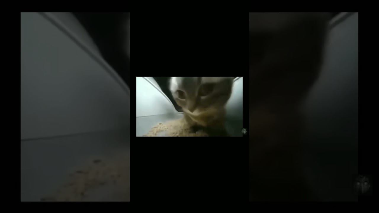 #Chipichipichapachapa (original TY2 video () COM.TV the your chipi chipi! смотреть онлайн