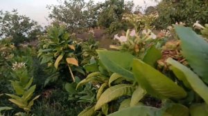 Табак Bolivian Black, уборка. 26.08.2022