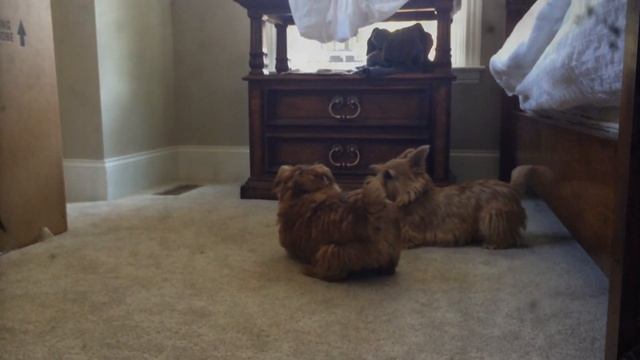 Norfolk Terrier Hank and the Places We Used To Go смотреть онлайн