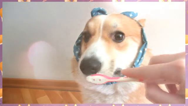 MY CORGI`S MORNING ROUTINE/УТРО МОЕГО КОРГИ/CHESTER`S LIFE/ЖИЗНЬ ЧЕСТЕРА/CORGI/КОРГИ смотреть онлайн