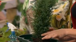 КАК УКРАСИТЬ СВОЙ БАЛКОН? ЧТО ПОСАДИТЬ НА БАЛКОНЕ?