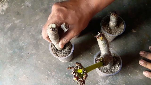 How To Grow Plumeria (Champa) From Cuttings