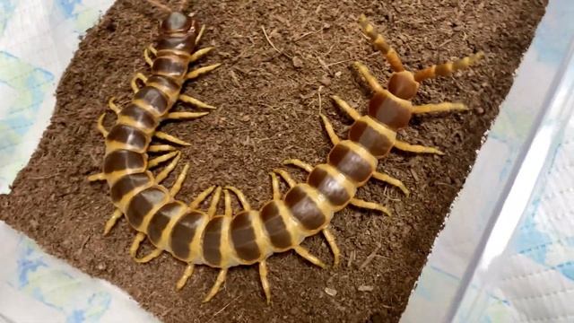 Scolopendra gigantea orange brown form 14 inch large female смотреть онлайн