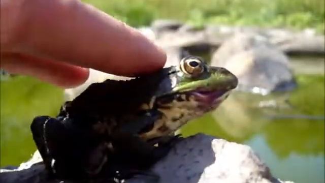 Большая лягушка смотреть онлайн