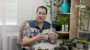 Колеусы для новичков. Как из семян 36 СОРТОВ вырастить рассаду колеуса