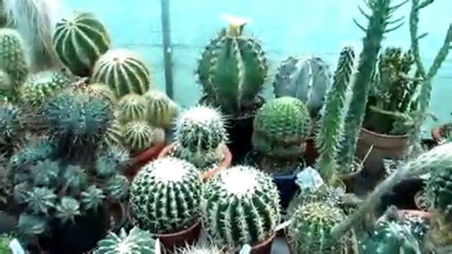 My Astrophytum Myriostigma Var. Nudum Cactus with a beautiful Flower смотреть онлайн