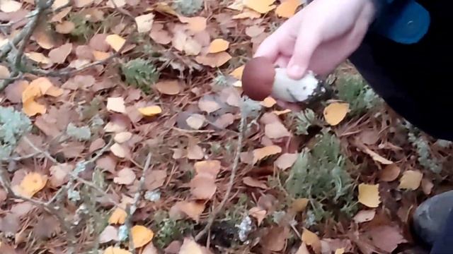 Осенняя деревня и лес (обновляем летнюю кухню часть 2) !!! смотреть онлайн
