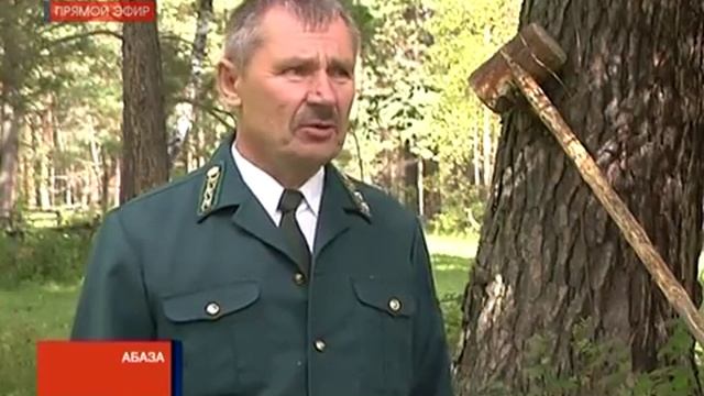 В Хакасии начался сезон сбора ореха смотреть онлайн