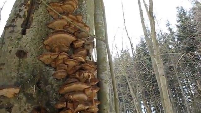 Inonotus radiatus - Rezavec lesknavý смотреть онлайн