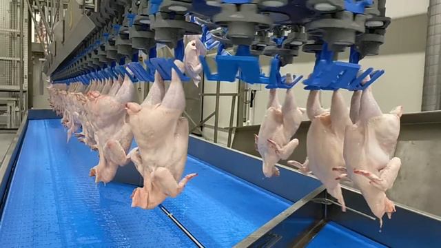 Животные в историях