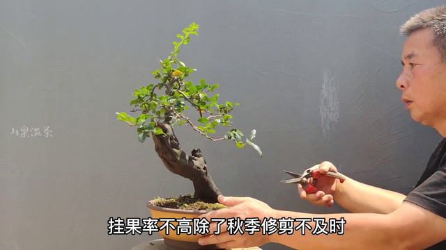 Whether the pruning season and post pruning maintenance are correct金彈子難結果修剪季節和剪後養護是否做對了 смотреть онлайн