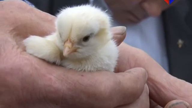 Сельхозперепись шагает по стране смотреть онлайн