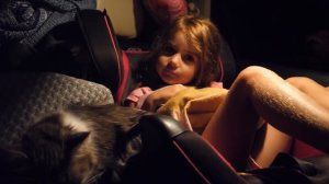 VLOG 6 часов в машине с тремя кошками и ребёнком