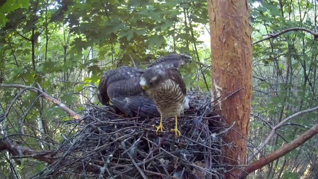 Взрослые птенцы ястреба-перепелятника наперегонки летят в гнездо за едой ( Accipiter nisus ) смотреть онлайн