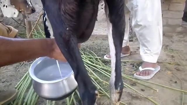 milking goats by hand | дойные козы вручную | حليب الماعز باليد | Top Milking Videos смотреть онлайн