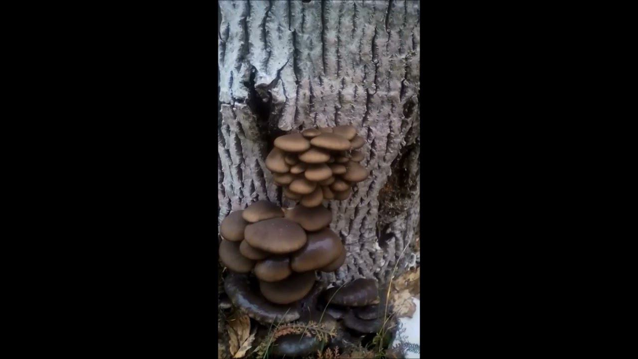 Вешенки на пеньке 2-ой.год смотреть онлайн