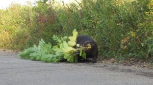 Обычная прогулка бобра с веткой на перевес.mp4