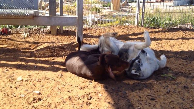 Доберман и Хаски играют смотреть онлайн