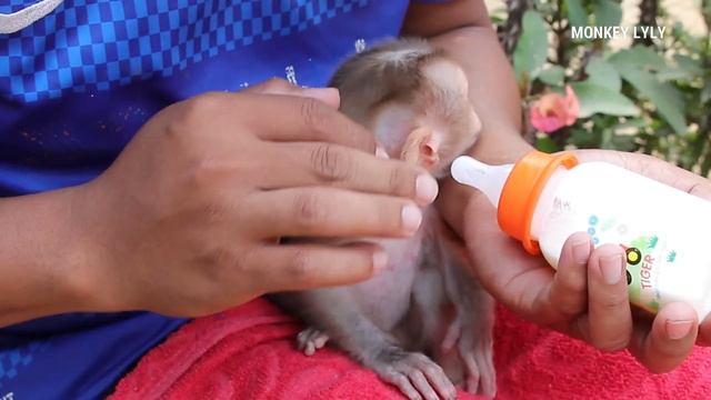 Cute Baby Drinking Milk With Milk Bottle| Good Health Lyly Sleep Milk