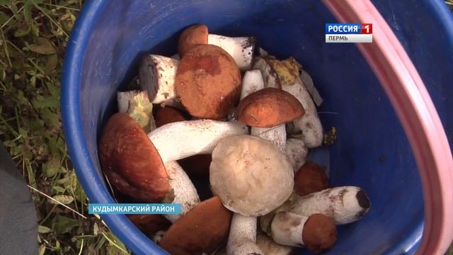 Грибы пошли! смотреть онлайн