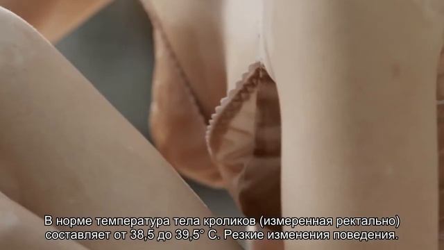 Признаки заболевания декоративных кроликов смотреть онлайн