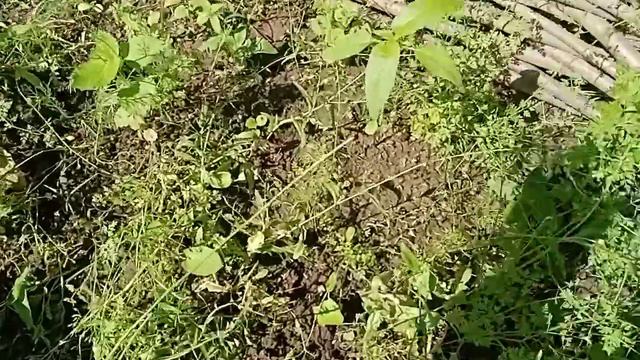 прирост павловнии , декоративный подсолнух 🌱🌻 смотреть онлайн