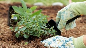 Мокрица — не помеха: два способа, которые помогут победить этот сорняк раз и навсегда