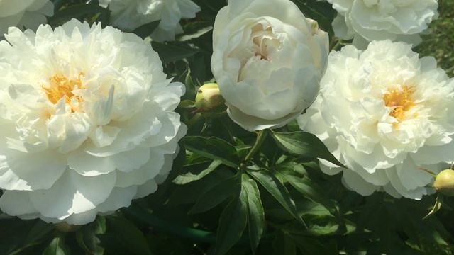Petit Porcelain peony Петит Порселейн пион смотреть онлайн