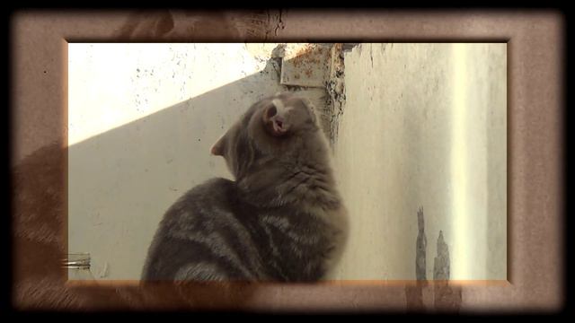 реакция кота фунтика на муху...))) смотреть онлайн