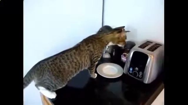 Кот и тостер смотреть онлайн