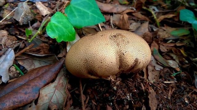 Leopard mushroom ? смотреть онлайн