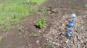 Результаты обработки малины ранней весной кипятком.