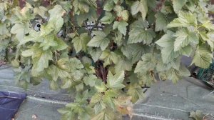 Меджик Карбон - черная смородина (Европейский сорт)