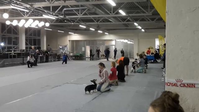 Выставка Невский Бриз! Бэст бейби.другой ракурс смотреть онлайн