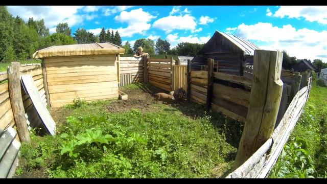 Утиные историии//хомяк//огурчики смотреть онлайн
