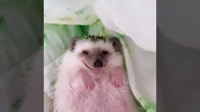 А чьи это лапки! Невероятно! Улыбчивый ежик! смотреть онлайн