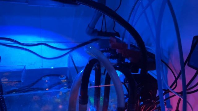 Reef Tank 320 liter with Underrated QMaven 6600 смотреть онлайн