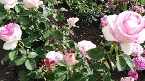 Роза Дольче Вита+ (Dolce Vita+). rozapochtoi.ru.