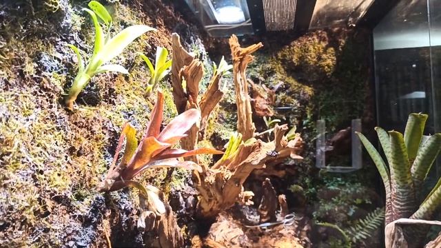 BIG флорик. Озеленение. Прикидываем стоимость небольшого флорариума. смотреть онлайн